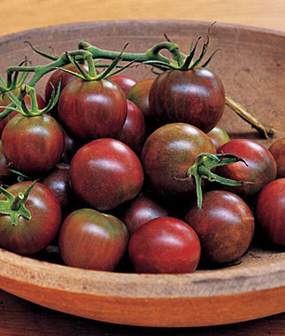 Tomato, Black Pearl Hybrid